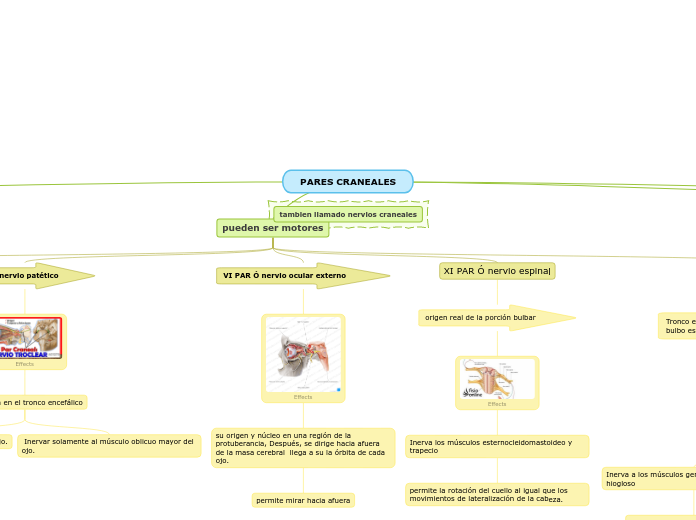 PARES CRANEALES - Mapa Mental