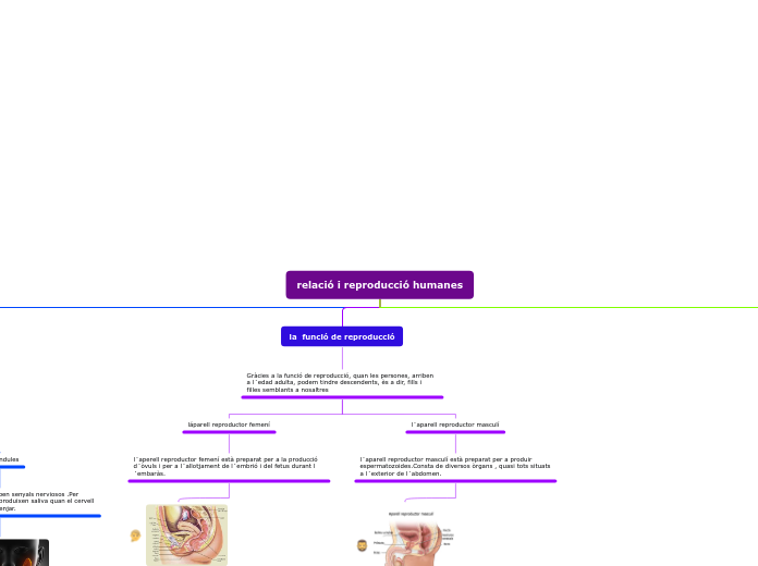 relació i reproducció humanes - Mapa Mental