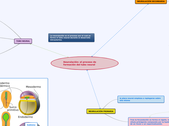 Neurulación: el proceso de formación de...- Mapa Mental