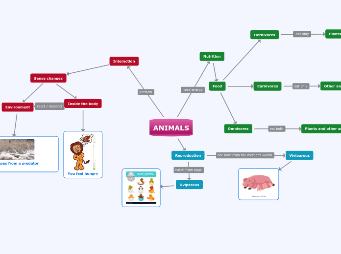 ANIMALS - Mind Map