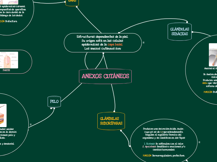 ANEXOS CUTÁNEOS - Mapa Mental