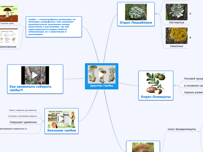 Царство Грибы - Мыслительная карта