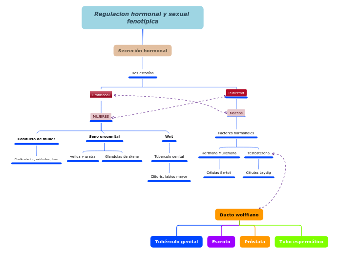 Regulacion hormonal y sexual fenotipica - Mapa Mental