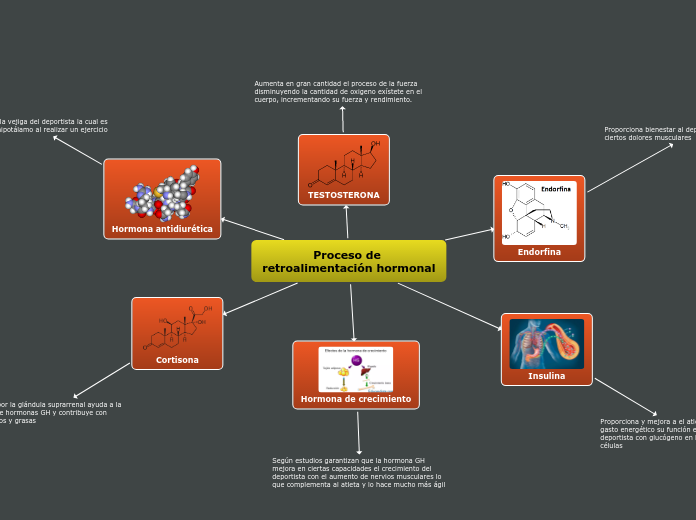 Proceso de retroalimentación hormonal - Mapa Mental