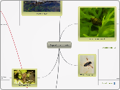 Aquatic animals - Mind Map