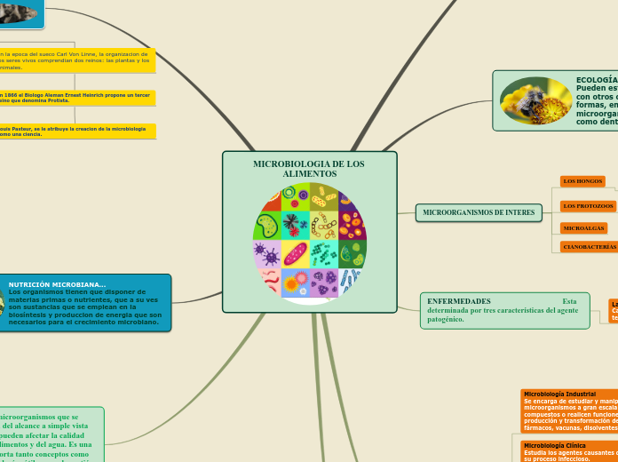 MICROBIOLOGIA DE LOS ALIMENTOS - Mapa Mental