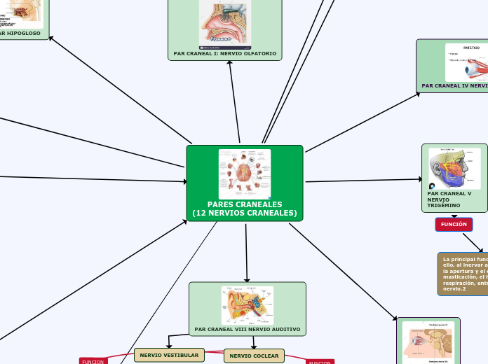 PARES CRANEALES
(12 NERVIOS CRANEALES) - Mapa Mental