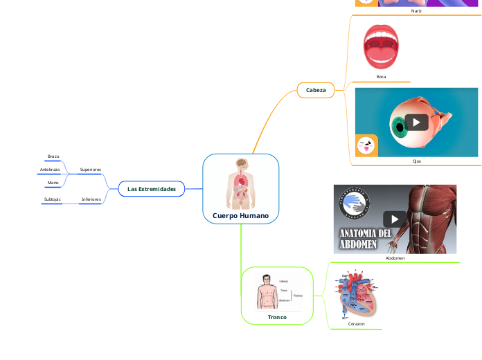 Cuerpo Humano - Mapa Mental