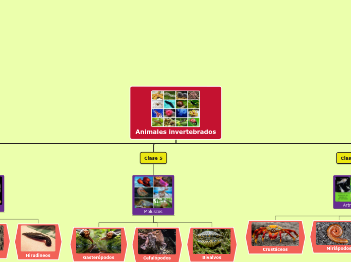Animales invertebrados - Mapa Mental
