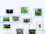 Jaguar - Mind Map
