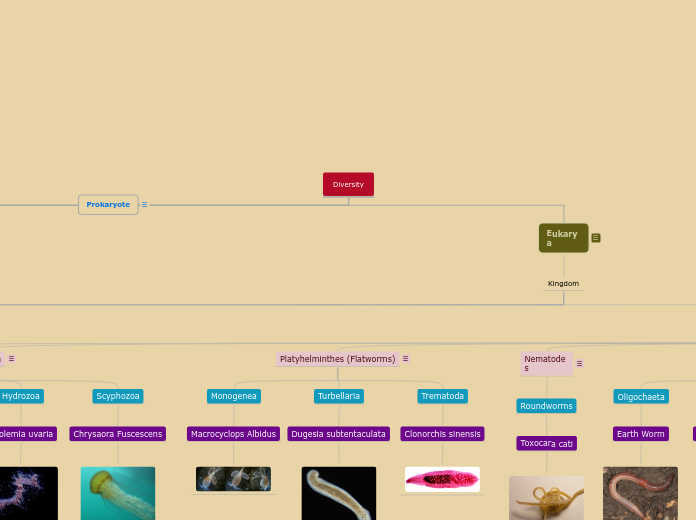 Diversity - Mind Map