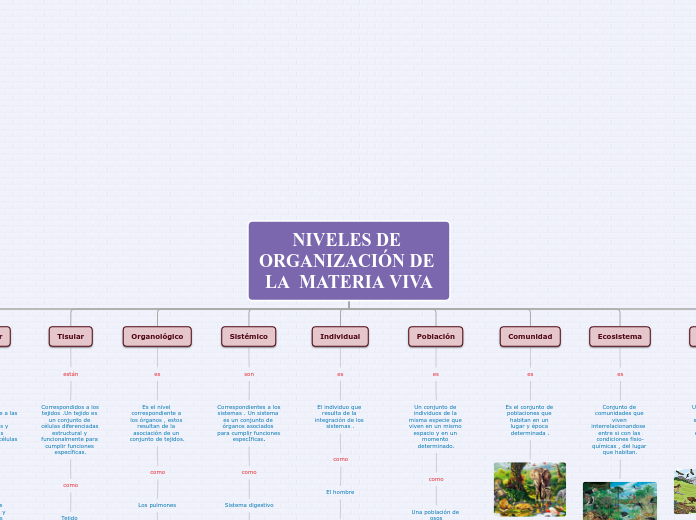 NIVELES DE ORGANIZACIÓN DE LA  MATERIA ...- Mapa Mental