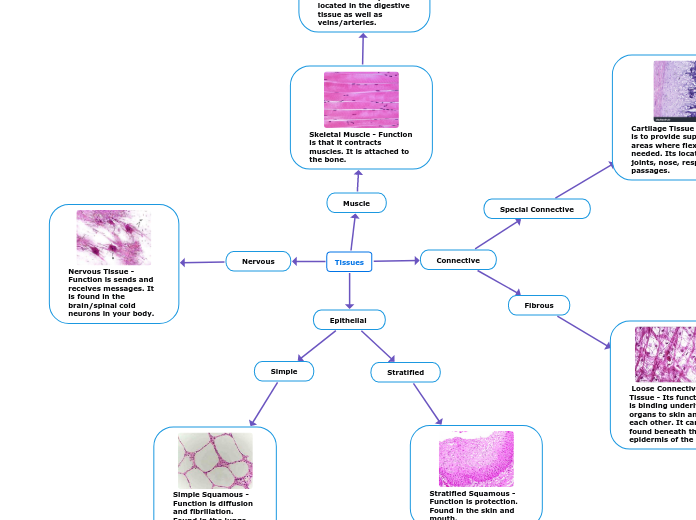 Tissues - Mind Map