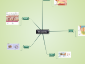 Els sentits - Mind Map