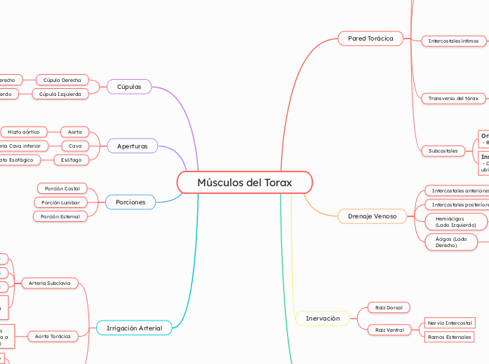 Músculos del Torax