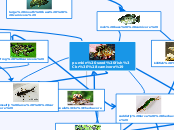 pumkin seed fish
(carnivore) - Mind Map