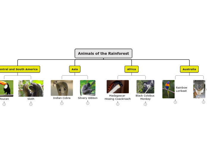 Types of animals in the rainforest
