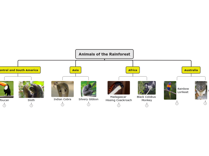 Types of animals in the rainforest