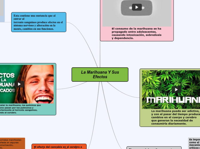 La Marihuana Y Sus Efectos Mapa Mental