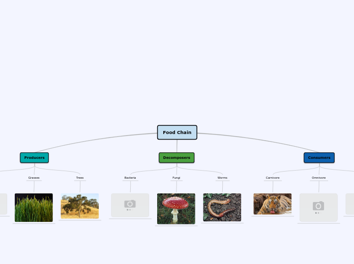 Food Chain Concept Map Food Chain - Mind Map