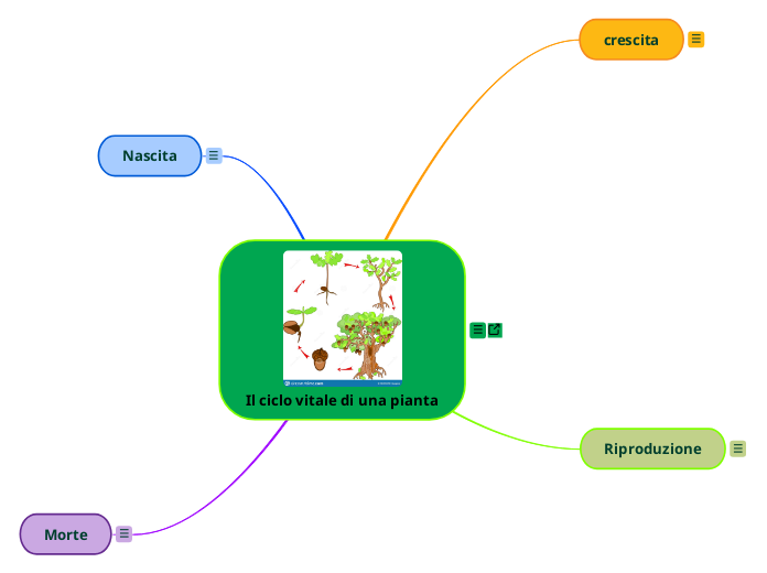 Il ciclo vitale di una pianta Mind Map