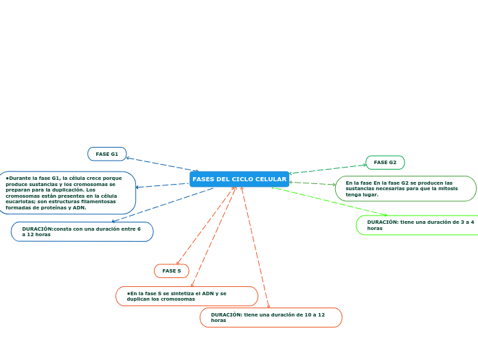 FASES DEL CICLO CELULAR Mapa Mental