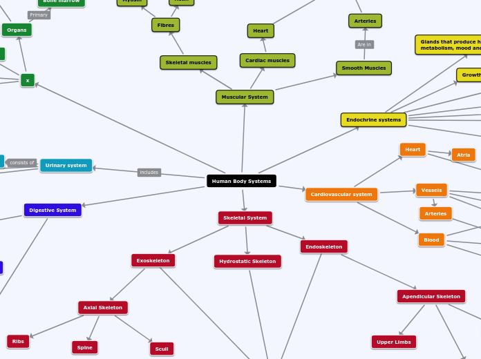 Human Body Systems - Mind Map