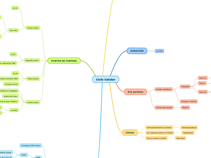 Ciclo Celular Mapa Mental