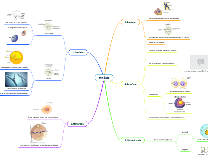 Mitósis Mapa Mental