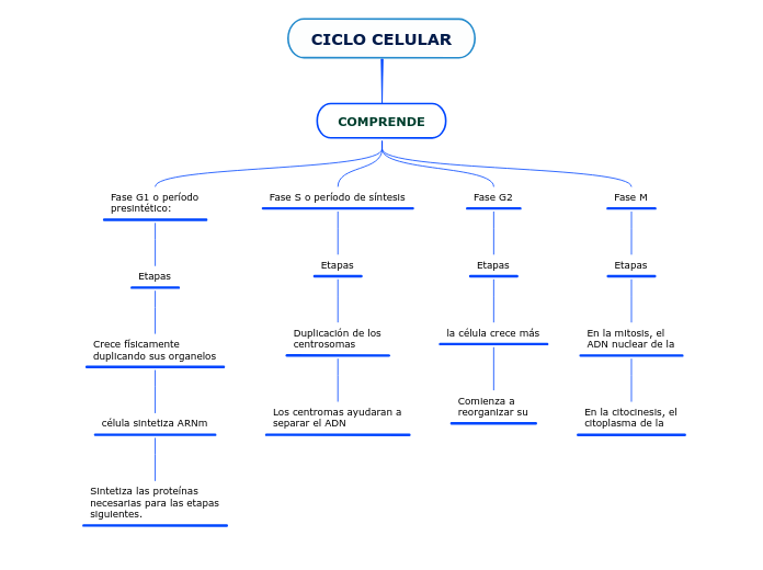 CICLO CELULAR Mind Map