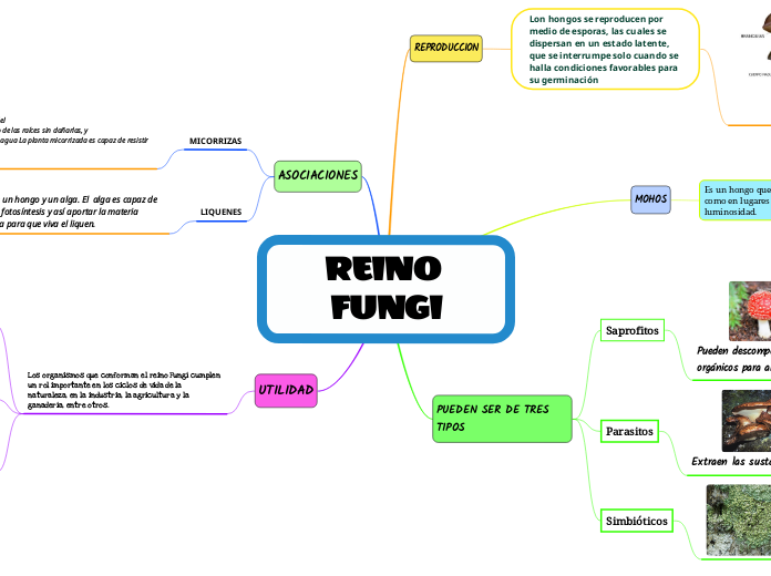 REINO FUNGI Mind Map