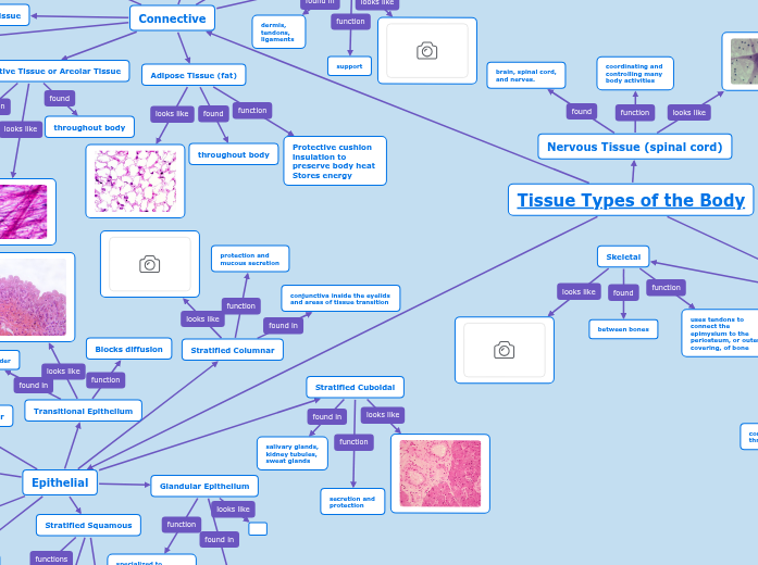 Tissue Types of the Body Mind Map