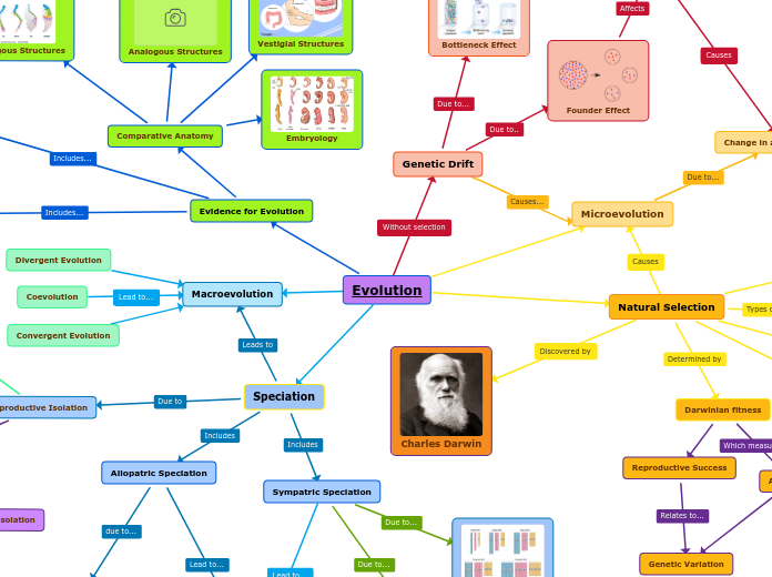 Evolution - Mind Map