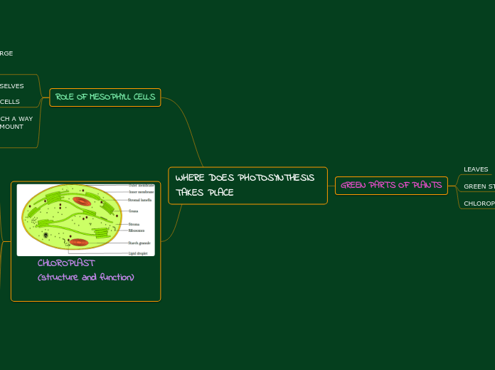 WHERE DOES PHOTOSYNTHESIS TAKES PLACE Mind Map