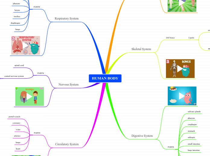 HUMAN BODY - Mind Map