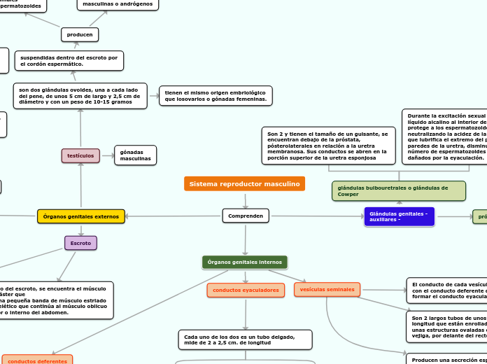Sistema reproductor masculino Mapa Mental