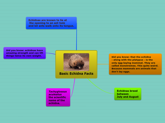 Basic Echidna Facts Mind Map