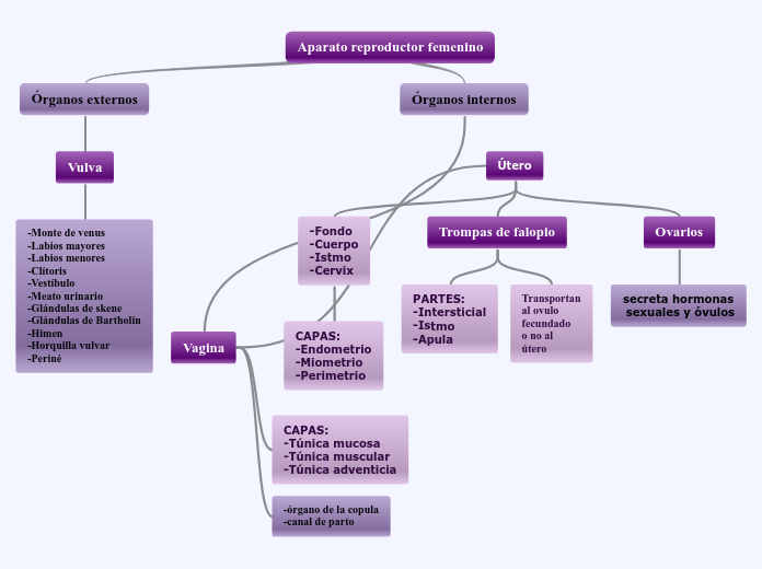 Aparato reproductor femenino Mapa Mental